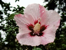 Hibiskusblüte nach dem Regen - ND