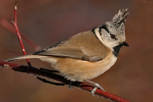 Parus cristatus