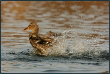Action Teil II
