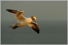 Baßtölpel (Sula bassana), Helgoland, Lummenfelsen