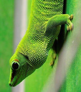 ZO Großer Taggecko (Phelsuma madagascariensis)