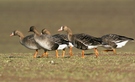 Bläßgänse ( Anser albifrons )ND