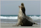 Seehund (Phoca vitulina), Helgoland, Düne