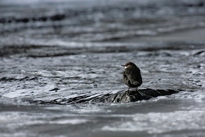 Wasseramsel