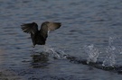 Wasserralle beim Take-Off