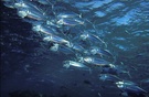 Großmaul-Makrelen