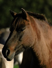 Dülmener Wildpferd (ND,EBV)