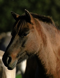 Dülmener Wildpferd (ND,EBV)