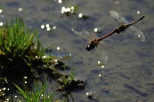 Große Heidelibelle ND