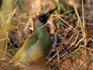 Grünspecht (Picus viridis) (ND)