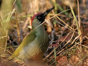 Grünspecht (Picus viridis) (ND)