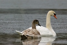 Höckerschwan mit Jungtier (cygnus olor) ND