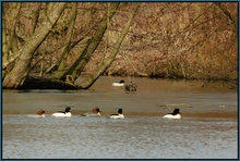 Gänsesäger (Mergus merganser) ND