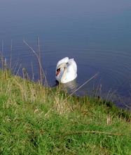 Schwan ND