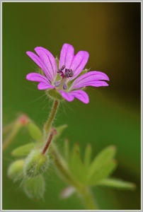 Kleiner Storchenschnabel (Geranium pusillum)