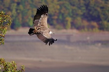 Gänsegeier (Gyps fulvus)