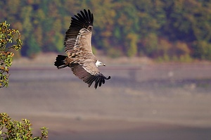 Gänsegeier (Gyps fulvus)