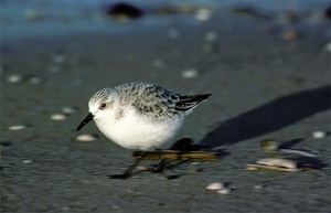 Sanderling (Calidris alba) ND im vollen Lauf...