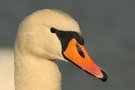 Höckerschwan KD