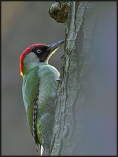 Grünspecht (Picus viridis) (ND)