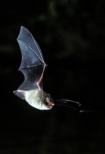 Sieht man genau hin, kann man die Wasserfledermaus (Myotis daubentonii) ...