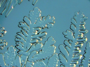 Das Leben der Eisblume