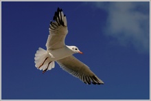 Lachmöwe (Larus ridibundus)