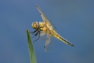 Libelle ND