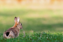 Wildkaninchen (ND)