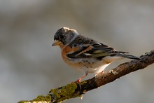 Bergfink (Fringilla montifringilla)