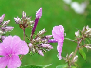 blume nach dauerregen