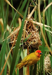 ND / Webervogel beim Nestbau