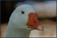 Gans