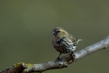 Erlenzeisig, Carduelis spinus