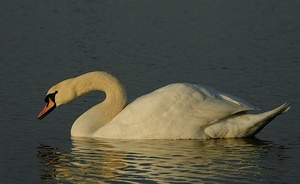 ND Schwan