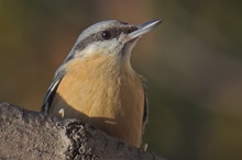 Kleiber (Sitta europaea)