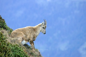 Steinbock Weibchen ND