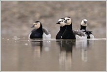 Weisswangengans (Branta leucopsis)