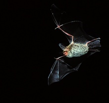 Bechsteinfledermaus (Myotis bechsteinii)