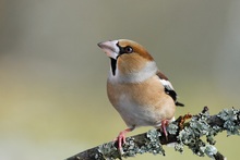 Kernbeißer (Coccothraustes coccothraustes) KD