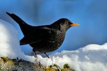 ND Amsel