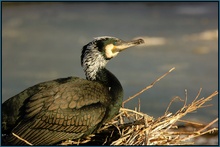 Kormoran (Phalacrocorax carbo sinensis)