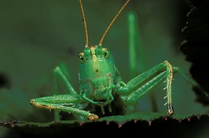 Über das Grüne Heupferd (Tettigonia viridissima) ...