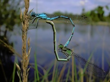 Becher-Azurjungfern (Enallagma cyathigerum) ND