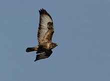 ND Bussard