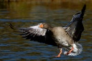 ND Graugans im Landeanflug