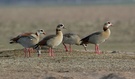 Nilgänse am Niederrhein ND