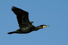 Kormoran