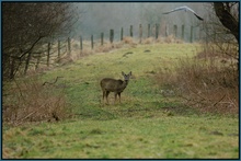 Reh (capreolus capreaolus )