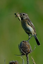 ND Schwarzkehlchen (weiblich) , Hortobagy-Ungarn